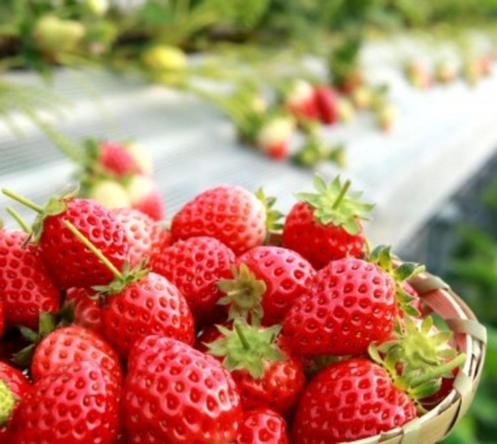 Kobe Hotel Fruit Flower Εξωτερικό φωτογραφία